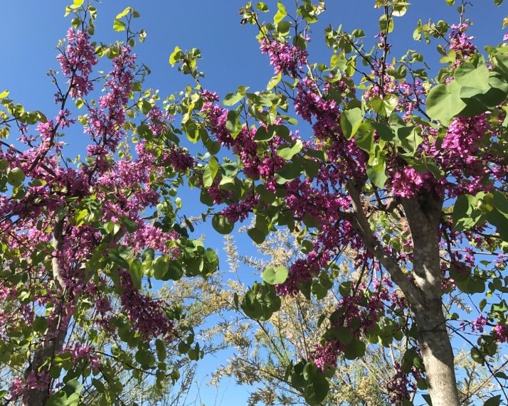 Cercis siliquastrum